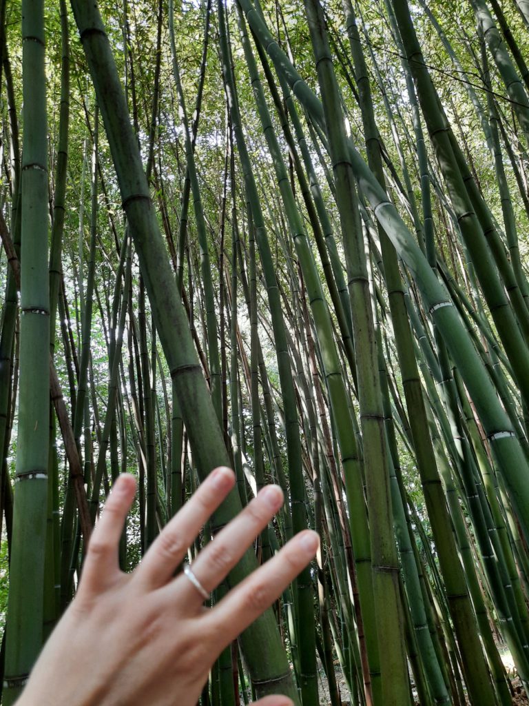 Bambu-giganti-Parco-Castello-Miradolo