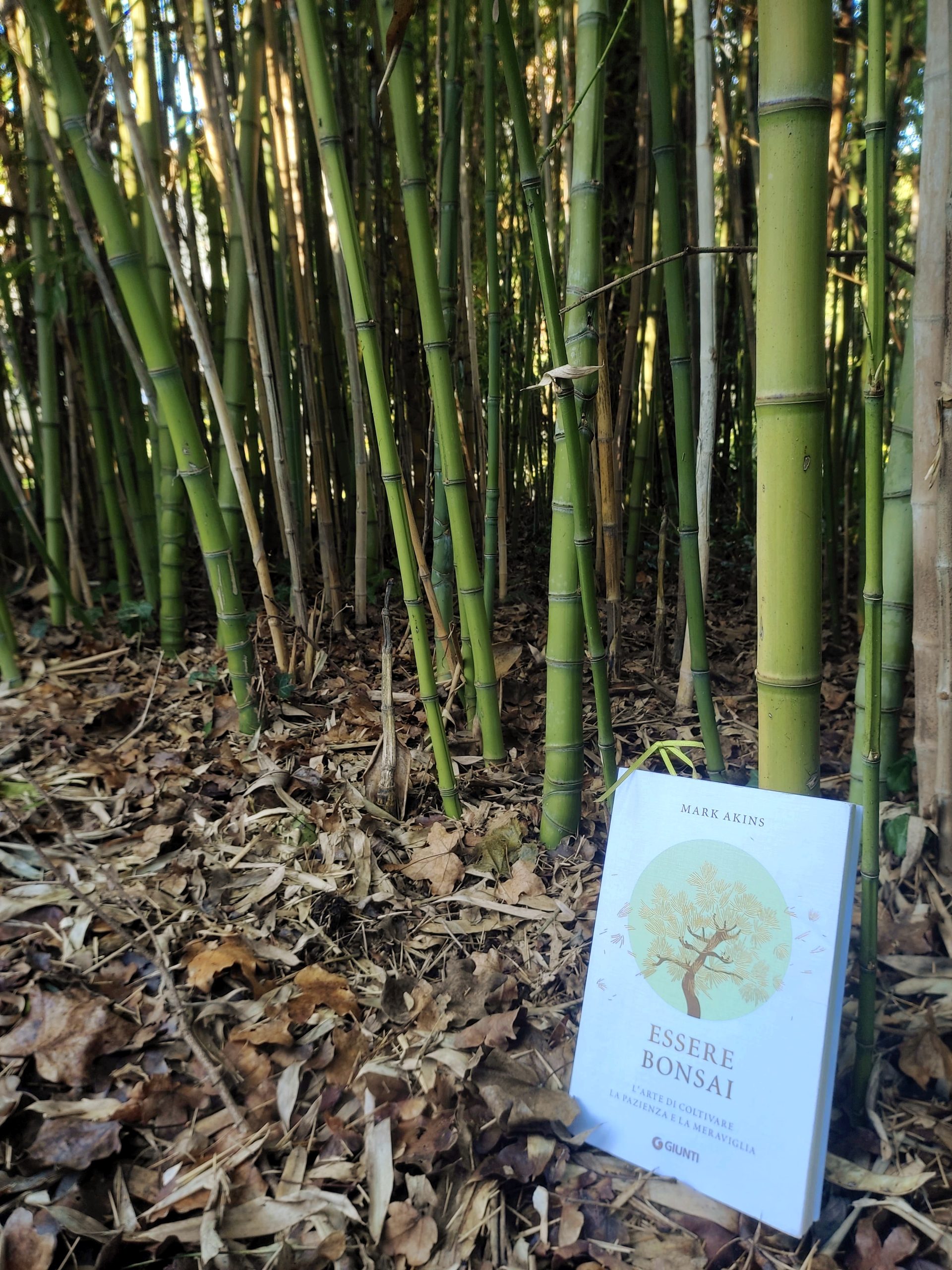essere_bonsai_libro_bamboo